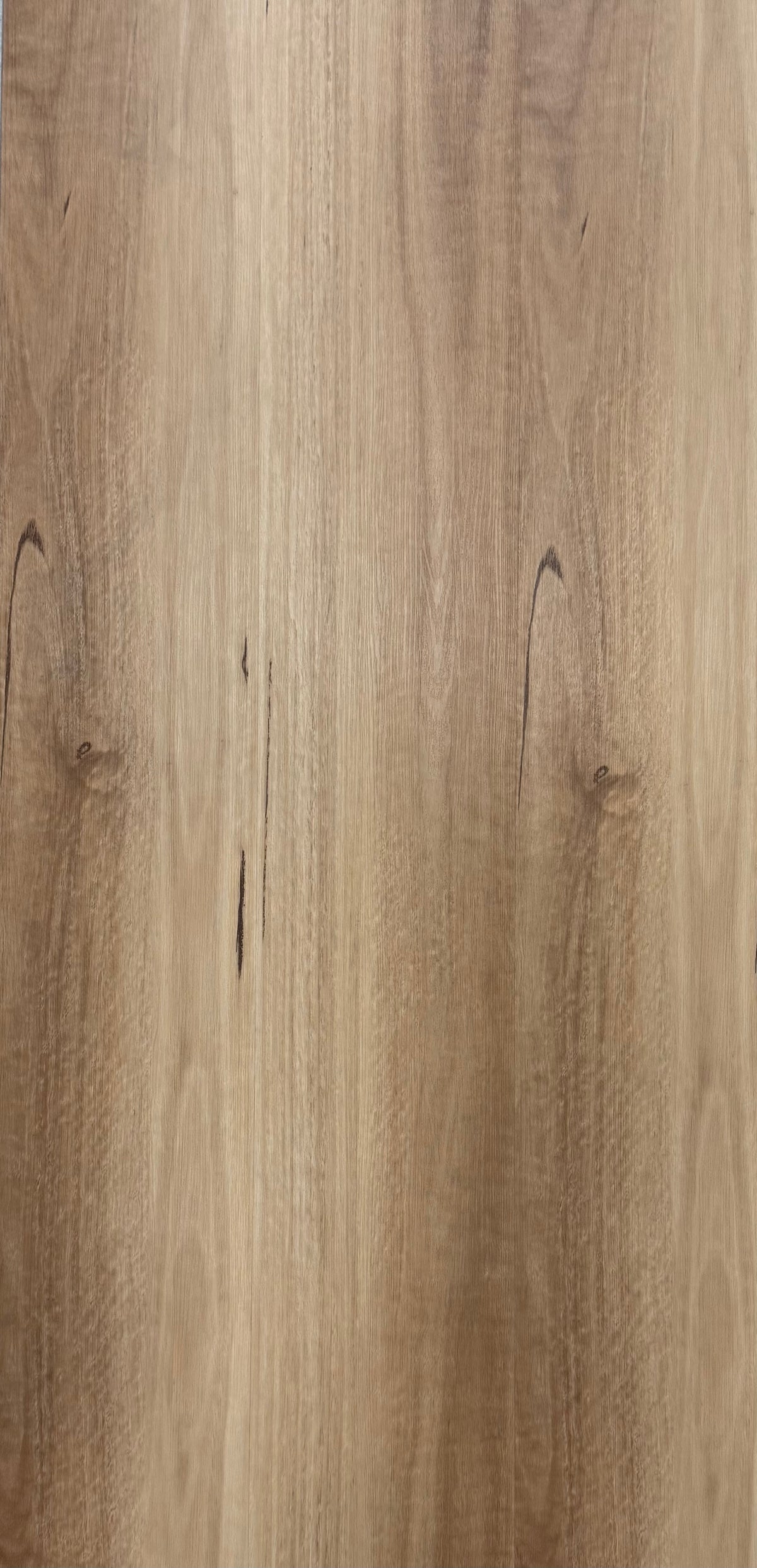 Hybrid 9526 - Coastal Blackbutt