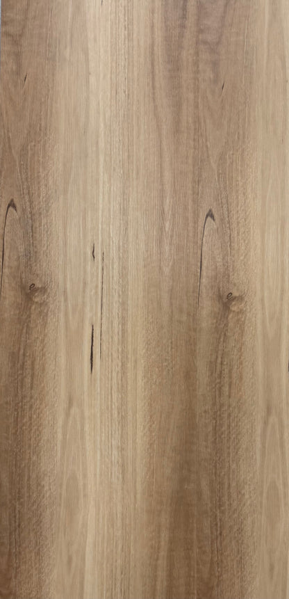 Hybrid 9526 - Coastal Blackbutt