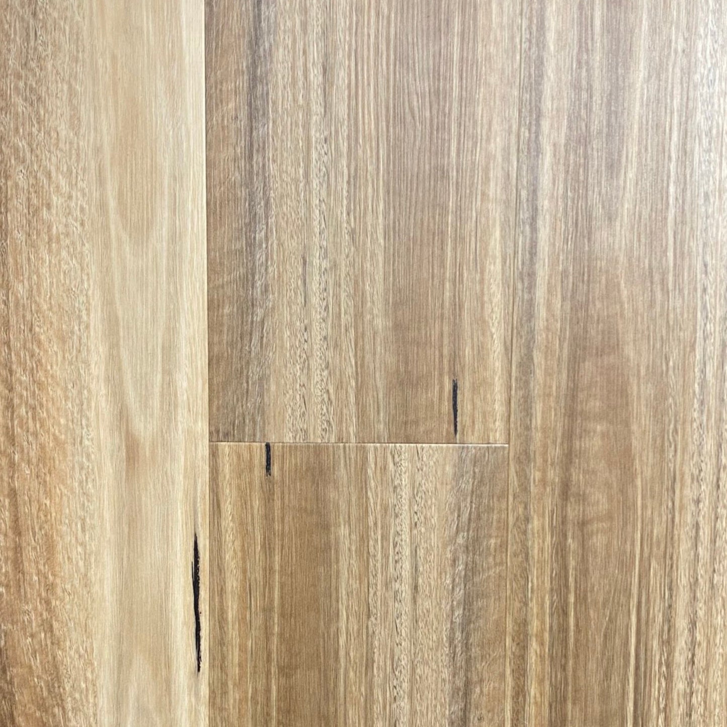 Hybrid 4410 - NSW Spotted Gum